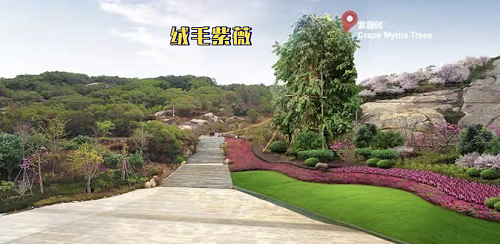 平潭南寨山絨毛紫薇