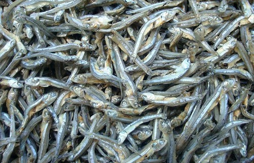 平潭丁香魚